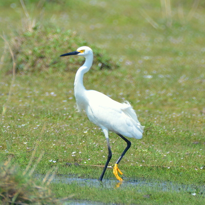 Snowy Egret